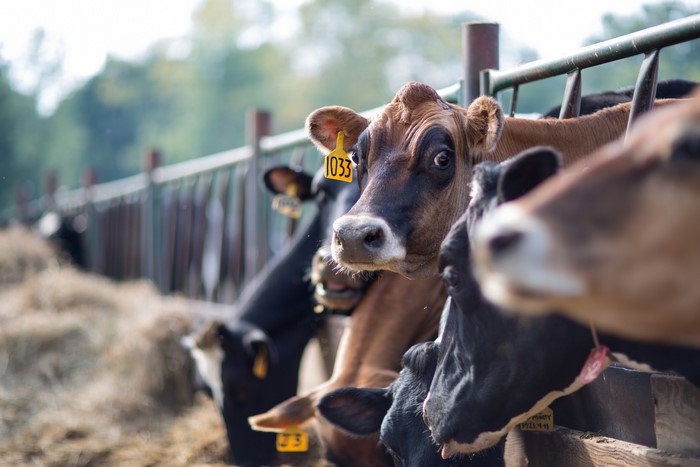Cows with numbered tags in a farm pen