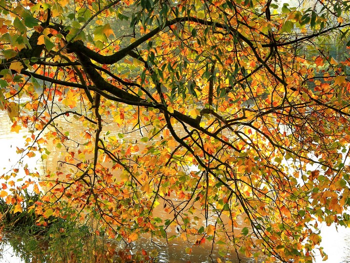 Autumn branches with colorful foliage over water