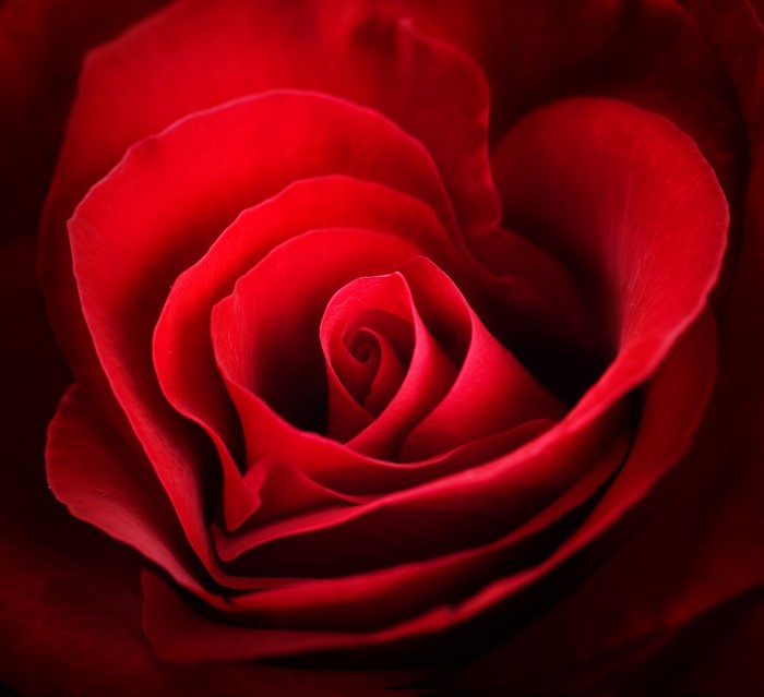 Close-up of a deep red rose