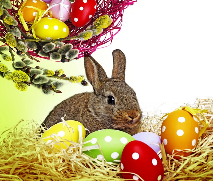 Easter bunny with decorated eggs and pussy willow branches