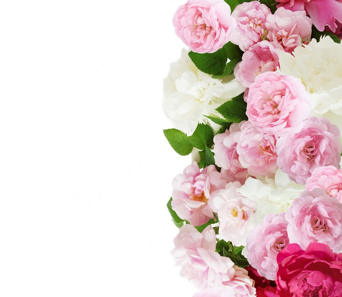 4K Roses Many