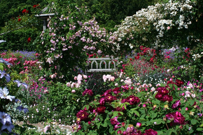 Rosemoor Gardens Devon England Roses Shrubs