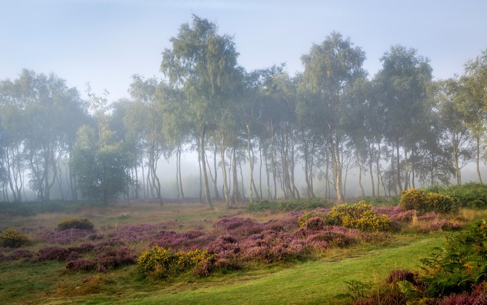 Trees in Fog with Heather and Gorse
