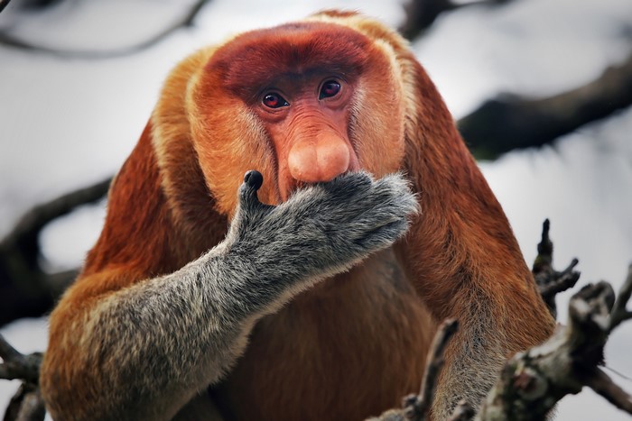 Proboscis monkey with large nose eating