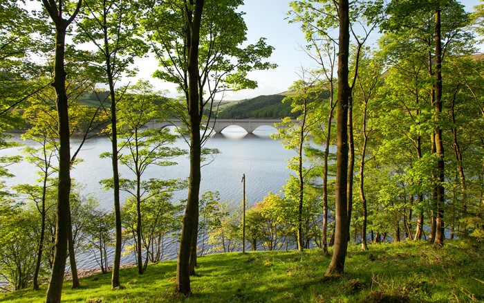 Ladybower Reservoir Derbyshire England Bridge Trees