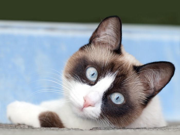 Siamese cat with blue eyes looking sideways