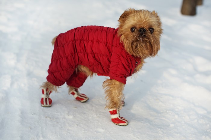 Brussels Griffon dog in red snowsuit and boots