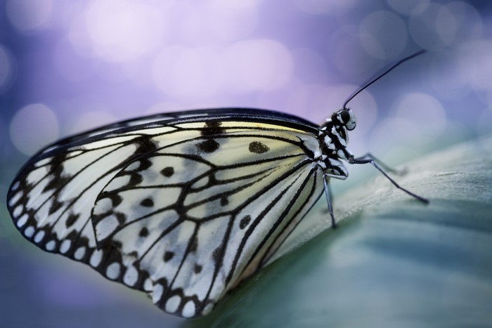 Close-up of a white butterfly on a leaf
