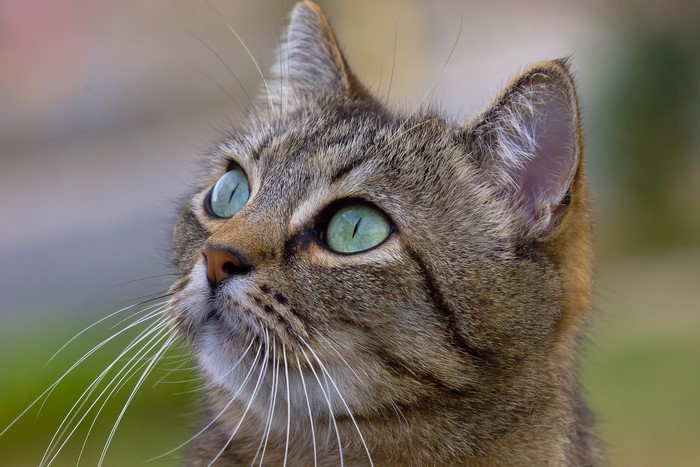 Close-up of a tabby cat's face looking up