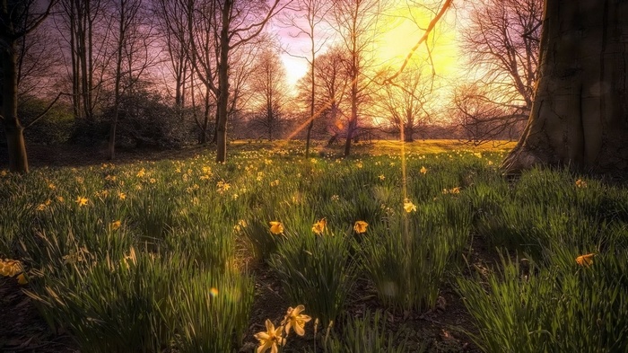 Field of daffodils at sunrise with sunbeams
