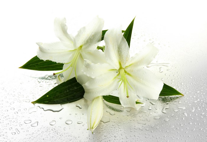 White Lilies with Water Drops