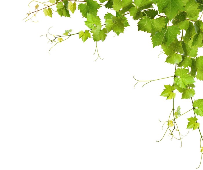 Grapevine branches with leaves and tendrils