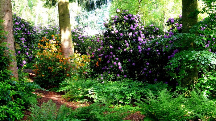 Park Seleger Moor Switzerland Rhododendron Shrubs