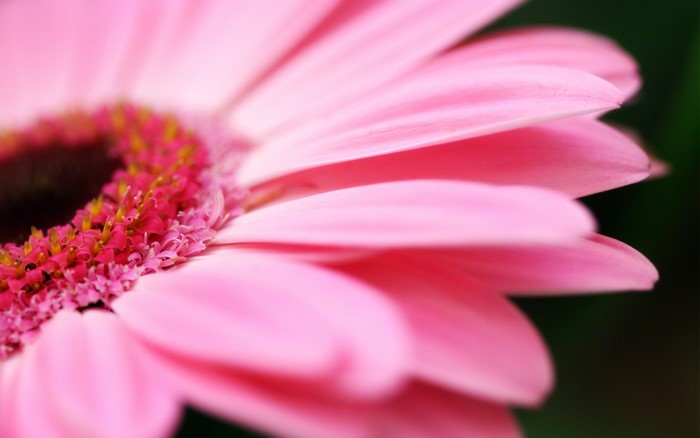 Pink Gerbera Flower Closeup