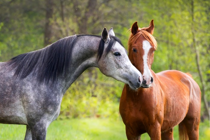 Two horses in a field
