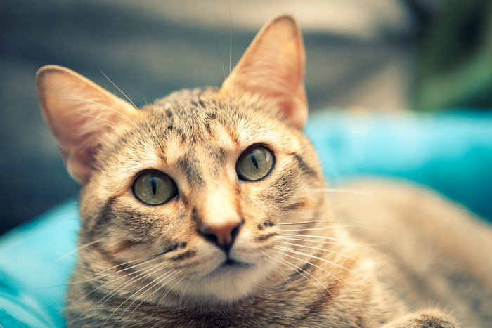 Close-up of a tabby cat's face
