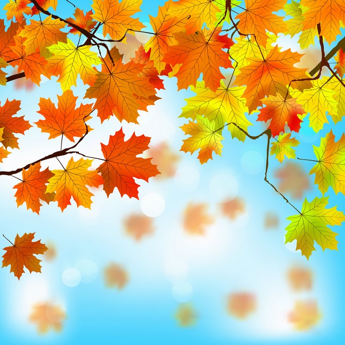 Autumn Maple Leaves Falling