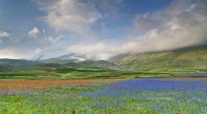 Field of wildflowers with mountains and clouds in Italy