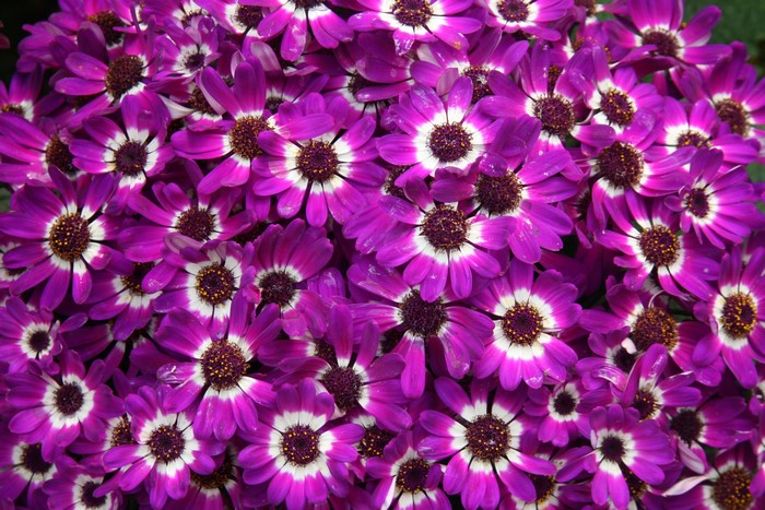 Closeup of many violet Cineraria flowers