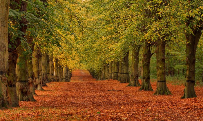 Autumn Avenue Lined with Trees and Fallen Leaves