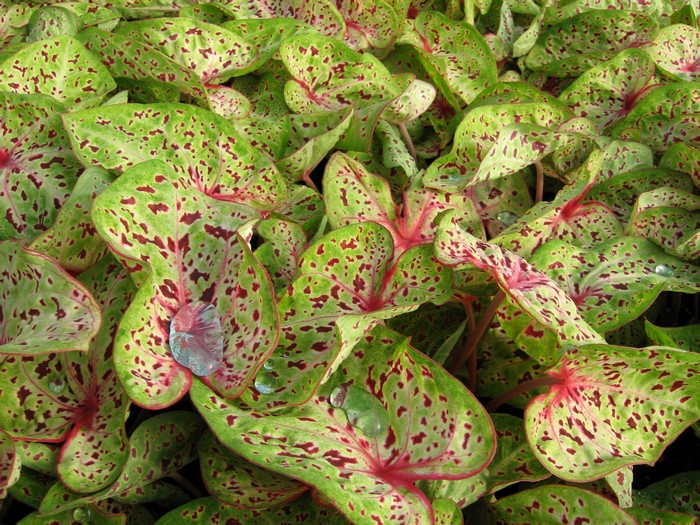 Caladium leaves with red spots and water droplets