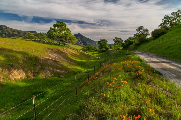 Roadside Poppies and Rolling Hills