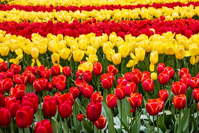 4K Tulips Field