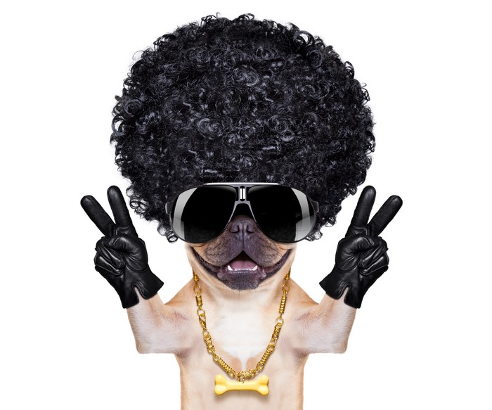 Dog wearing afro wig, sunglasses, and gold chain