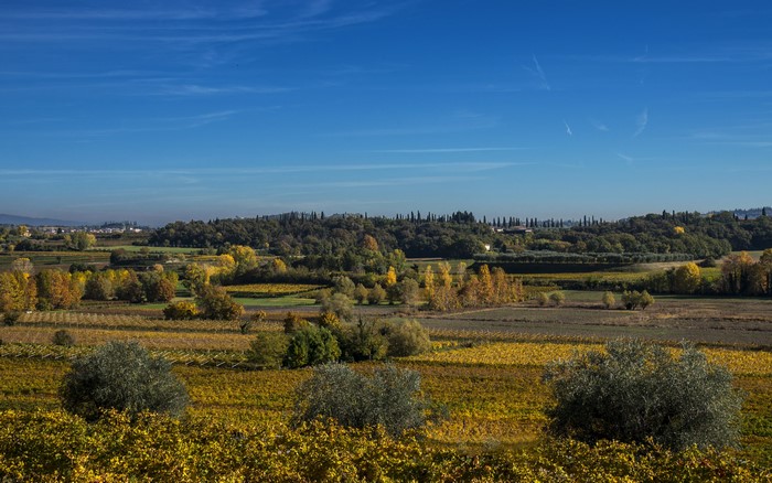 Autumnal Landscape with Vineyards and Trees in Lazise Veneto, Italy