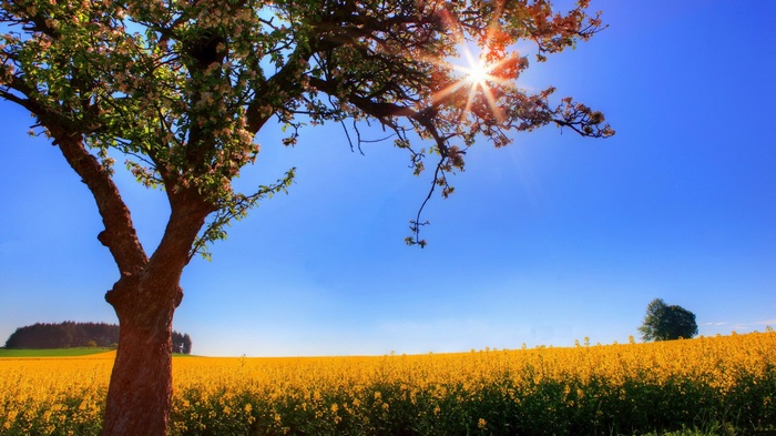 Tree in a field of yellow flowers under a blue sky