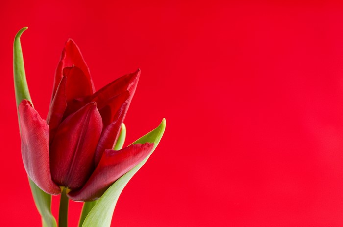 Red Tulip Closeup on Red Background