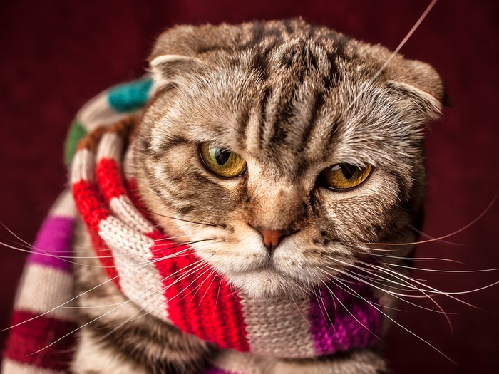 Scottish Fold cat wearing a striped scarf