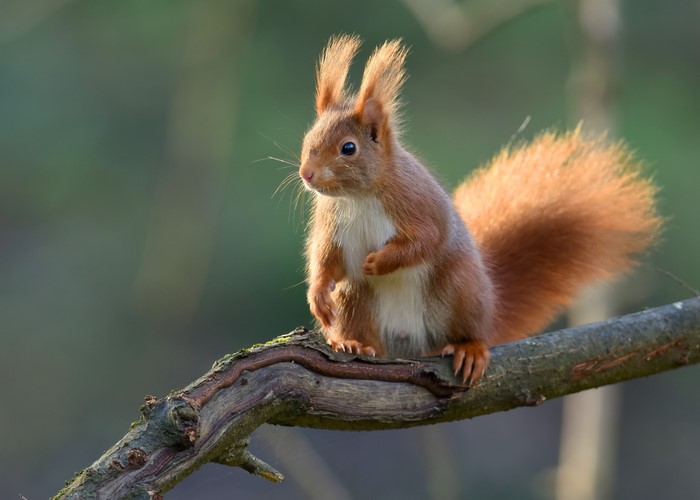 Red Squirrel on a Branch