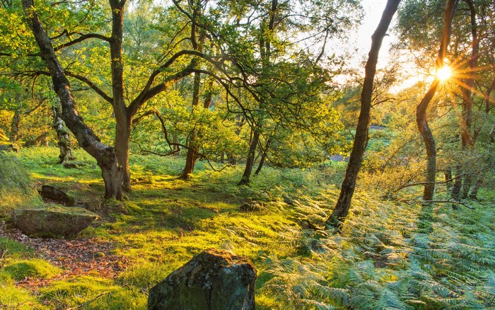 Sunlight filtering through trees in Stanton Moor, United Kingdom