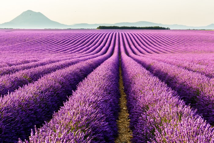 Lavender Fields in Provence