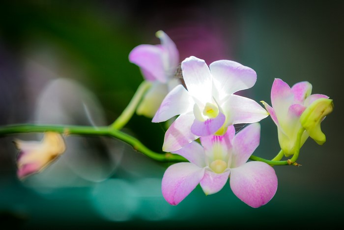 Pink and white orchids on a branch