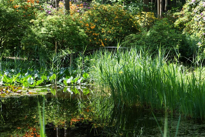 Pond with water lilies and reeds in a park