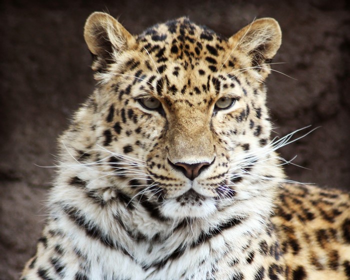 Close-up of an Amur Leopard's face
