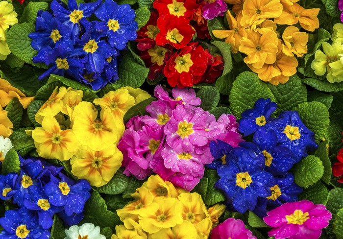Close-up of colorful primroses with water droplets