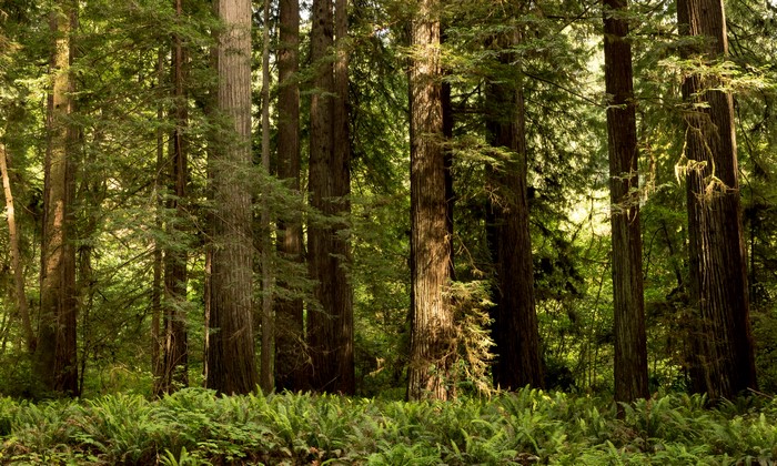 Redwood National State Parks Forest in California