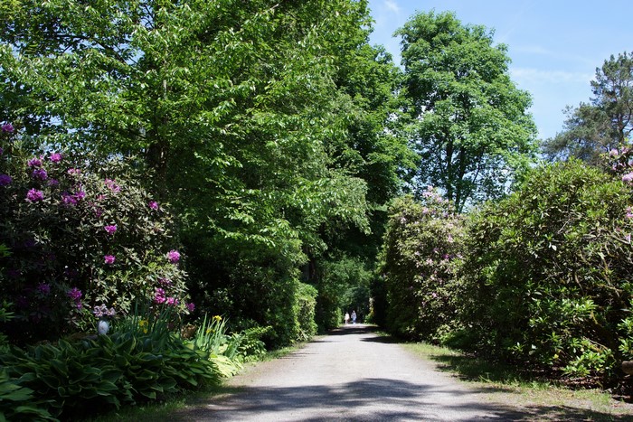 Park Seleger Moor Switzerland Rhododendron Trees