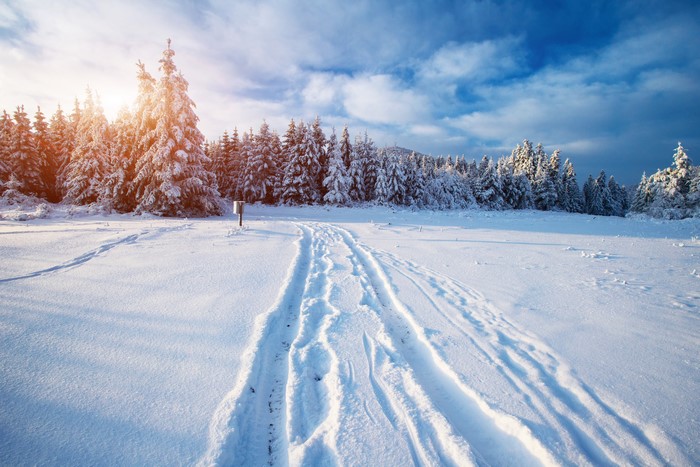 Winter forest with snow-covered trees and tracks