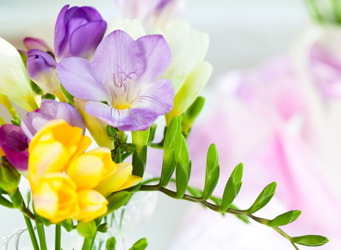 Freesia flowers in purple, yellow, and white
