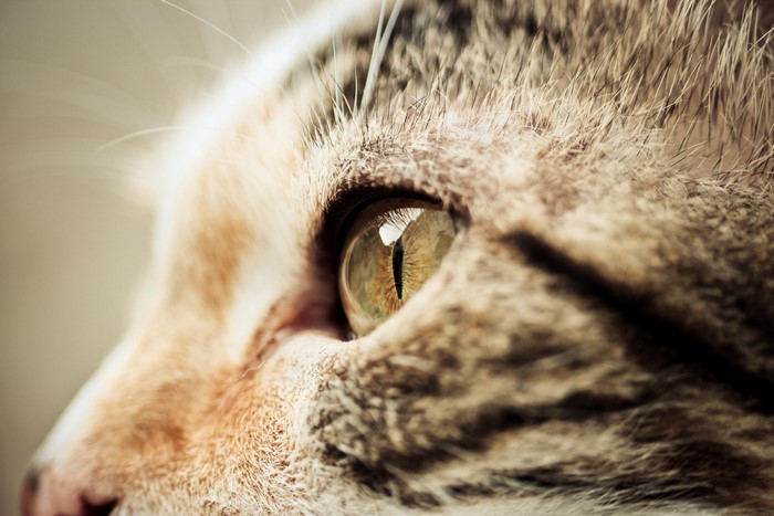 Close-up of a cat's eye