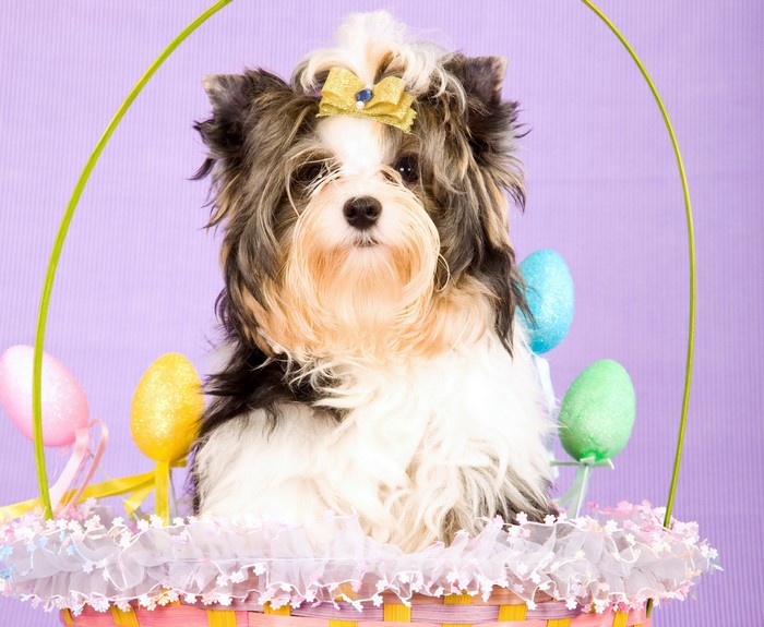 Biewer Terrier puppy in Easter basket with eggs