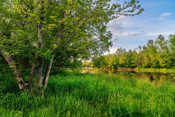 River and trees in Lees Summit, Missouri during summer