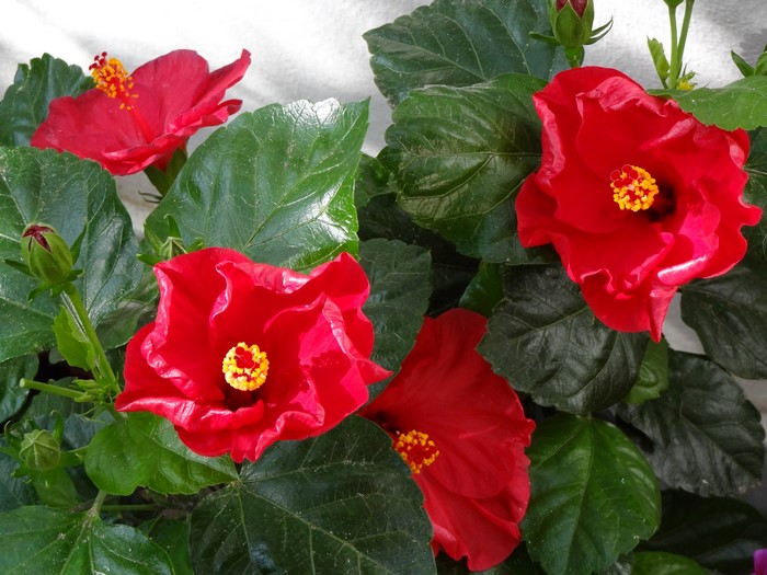 Red Hibiscus Flowers and Green Leaves