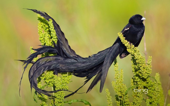 Long-tailed widowbird perched on a green plant