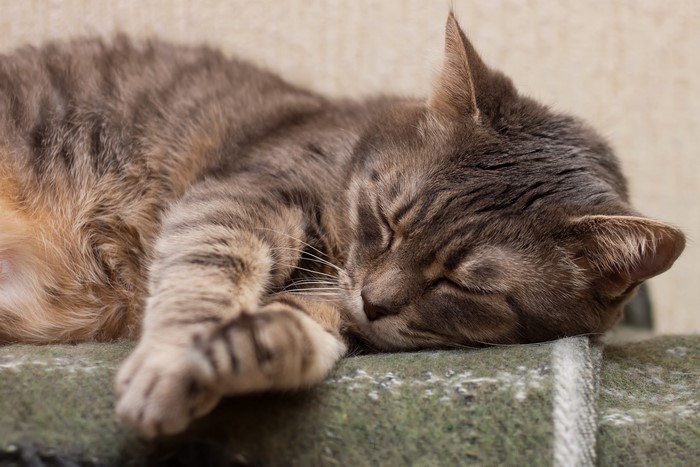 Gray tabby cat sleeping on a blanket