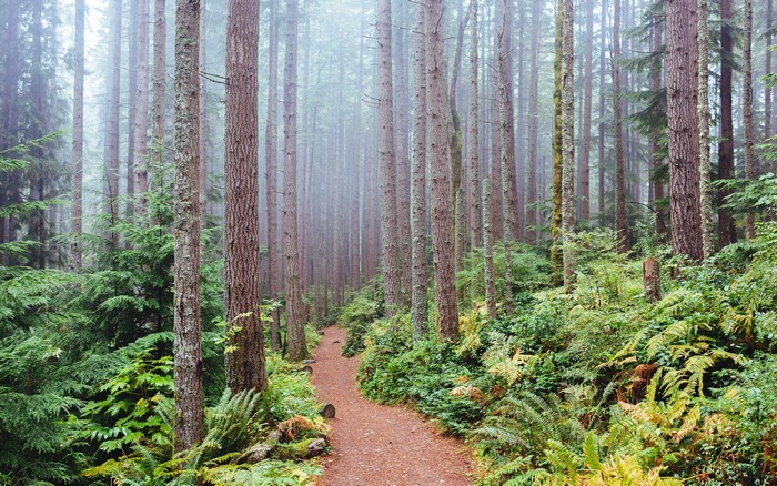 Forest trail in Issaquah, Washington, USA